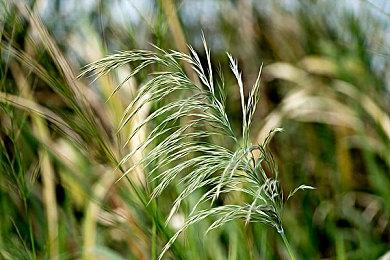 《真女神转生5》恶魔介绍：猫首人身猫将军